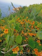 Tropaeolum majus image