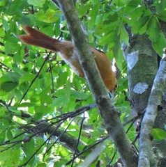 Anabacerthia lichtensteini