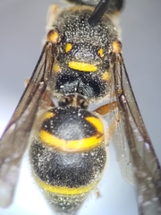 Euodynerus boscii