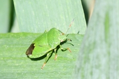 Palomena viridissima