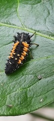 Harmonia axyridis