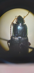 Poecilus lucublandus