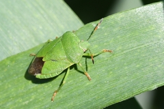 Palomena viridissima