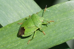 Palomena viridissima