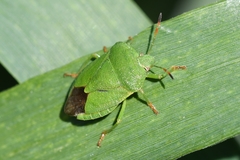 Palomena viridissima