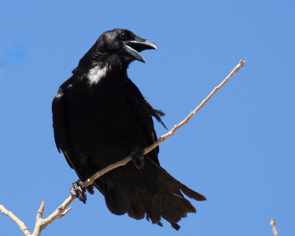 Cuervo llanero (Nuevo Ideal) · iNaturalist