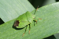 Palomena viridissima