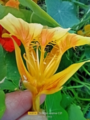 Tropaeolum majus