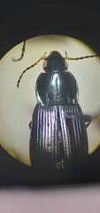 Poecilus lucublandus