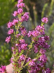 Erica radicans