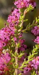 Erica radicans