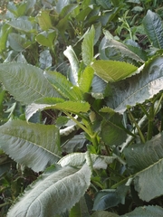 Dipsacus strigosus