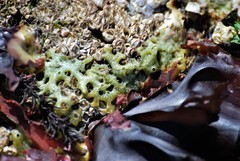 Halichondria panicea