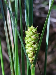 Carex striata
