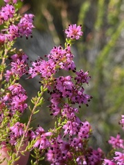 Erica radicans