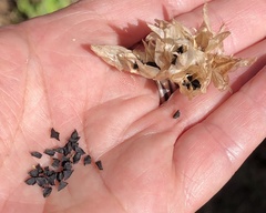 Dichelostemma congestum