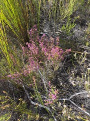 Erica radicans
