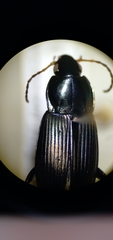 Poecilus lucublandus
