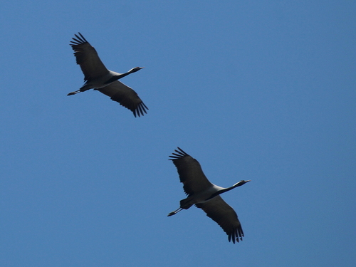 Demoiselle Crane (Grus virgo), photo 9