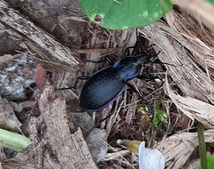 Carabus catenulatus