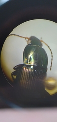 Poecilus lucublandus