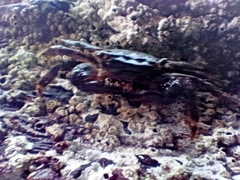 Pachygrapsus marmoratus