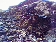 Pachygrapsus marmoratus