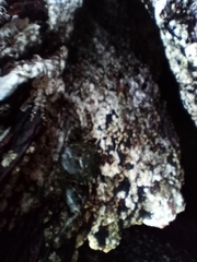 Pachygrapsus marmoratus