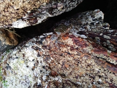 Pachygrapsus marmoratus