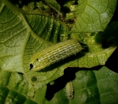 Thaduka multicaudata