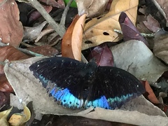 Lexias dirtea merguia