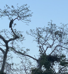 Haliaeetus vociferoides