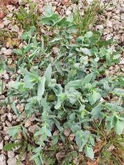 Cerinthe minor
