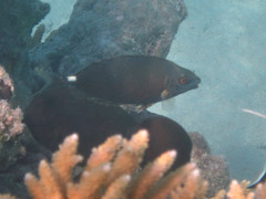 Siganus spinus
