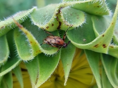 Macrosiagon octomaculata