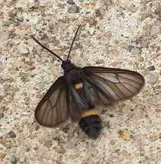 Psichotoe duvaucelii