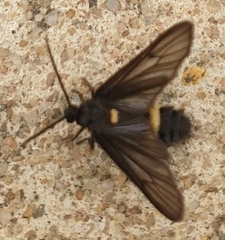 Psichotoe duvaucelii