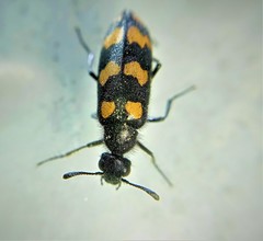 Hycleus polymorphus