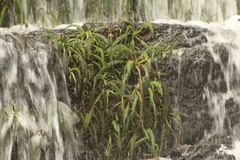 Hydrostachys polymorpha