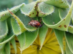 Macrosiagon octomaculata