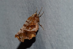 Selenia alciphearia
