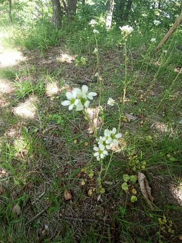Image of Bulbous Saxifrage (Saxifraga bulbifera) by no rights reserved