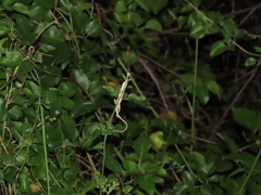 Anolis pulchellus