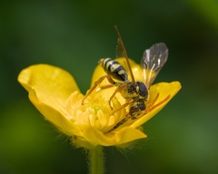 Nomada goodeniana