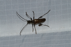 Anthophylax attenuatus