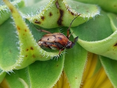 Macrosiagon octomaculata