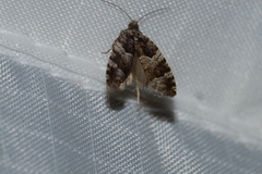 Pseudexentera maracana