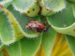Macrosiagon octomaculata