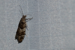 Pseudexentera maracana