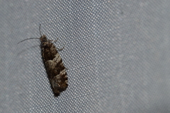 Pseudexentera maracana